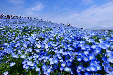 国営ひたち海浜公園（春頃撮影）